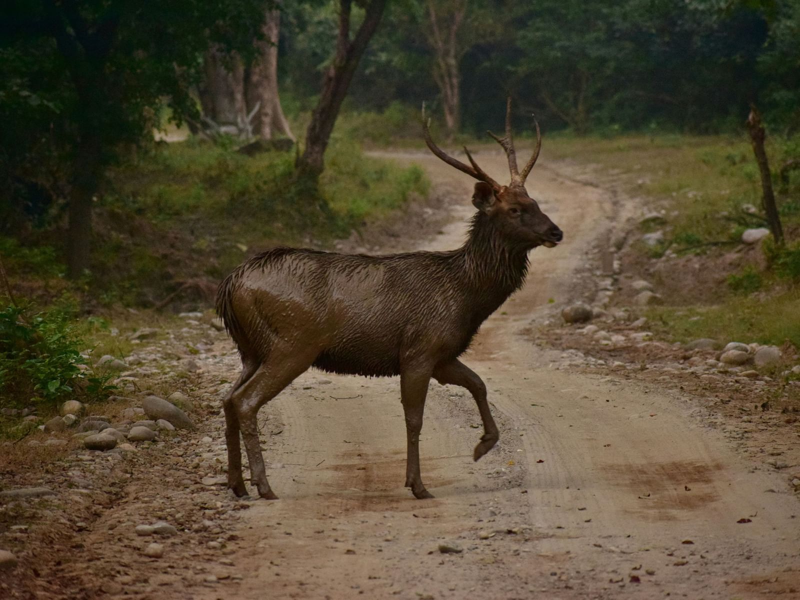 A Sambar Deer walking on a off road path surrounded by trees