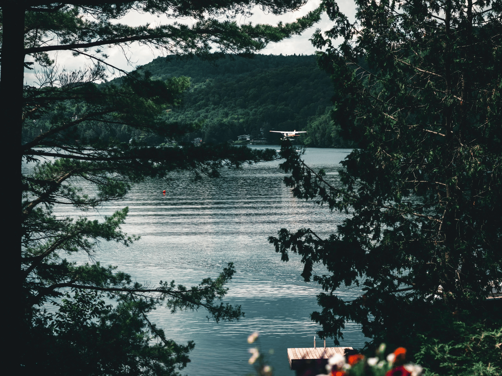 A view from between tree brances over looking the lake.