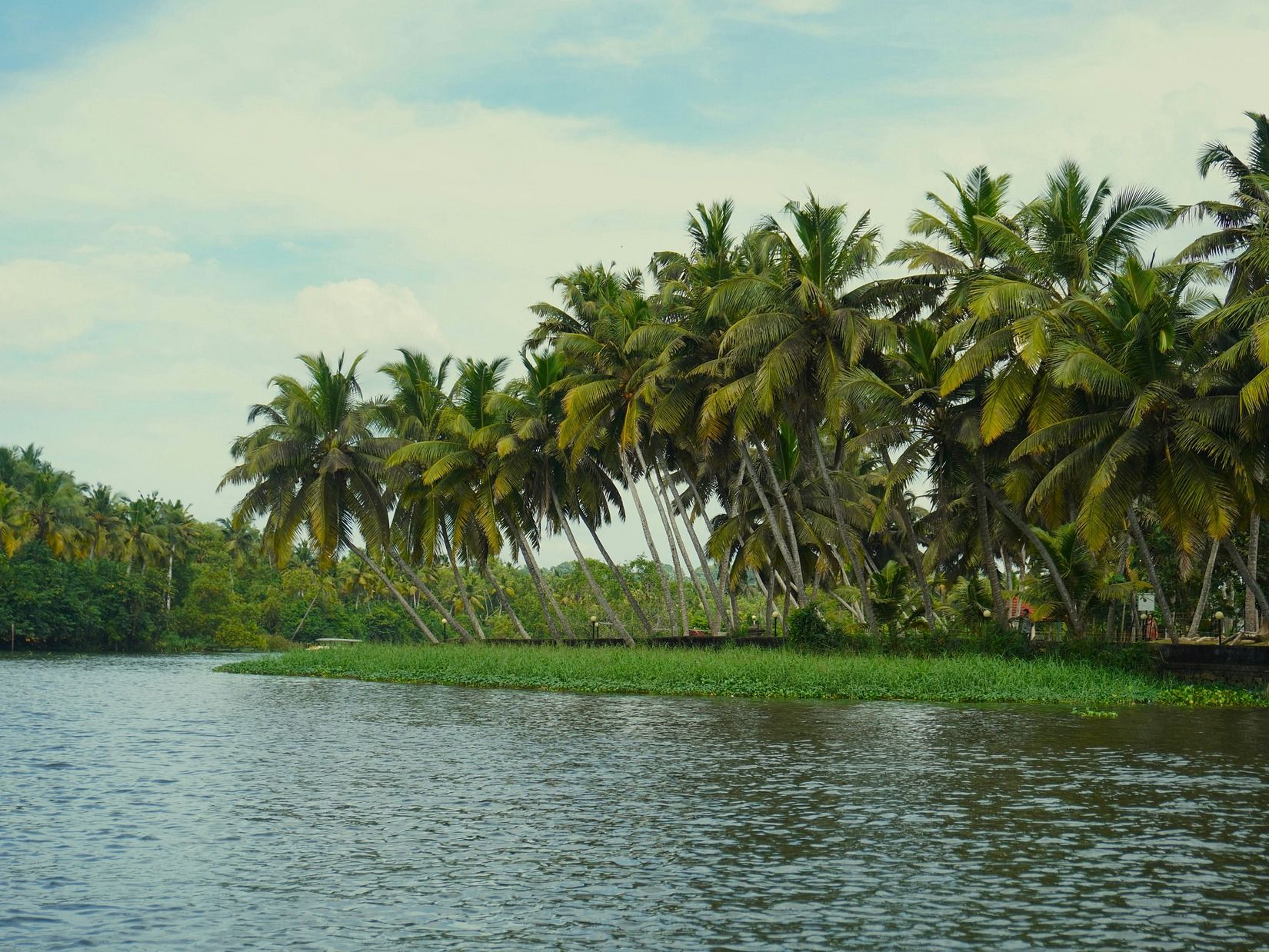A serene backwater scene in Kerala, India, with lush green vegetation and tall coconut palm trees lining the tranquil water