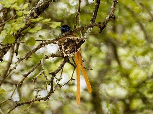 A small bird with an orange body and exceptionally long tail feathers perched on a thin branch amidst green leaves.