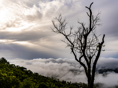 An overview of the mist surrounding the mountains near The Serai Chikmagalur.