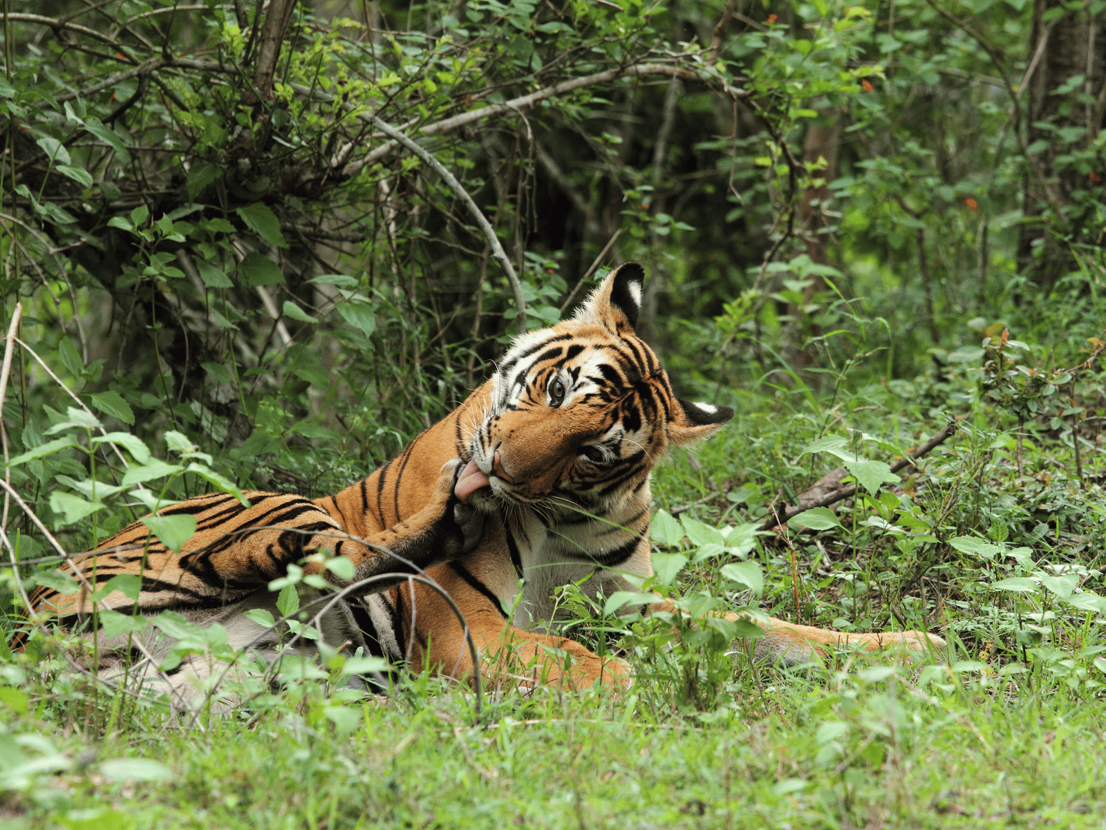 A Tiger resting in the dense forest of Kabini wildlife sanctuary