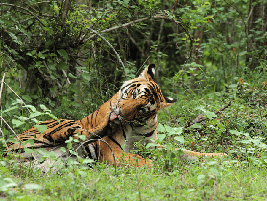 A Tiger resting in the dense forest of Kabini wildlife sanctuary