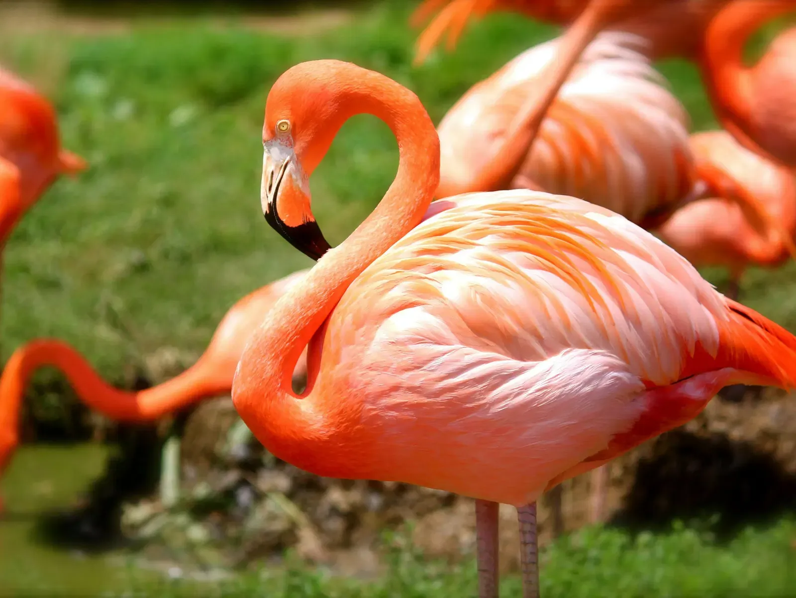 Close-up of a vibrant pink flamingo standing on green grass, with other flamingos in the background.