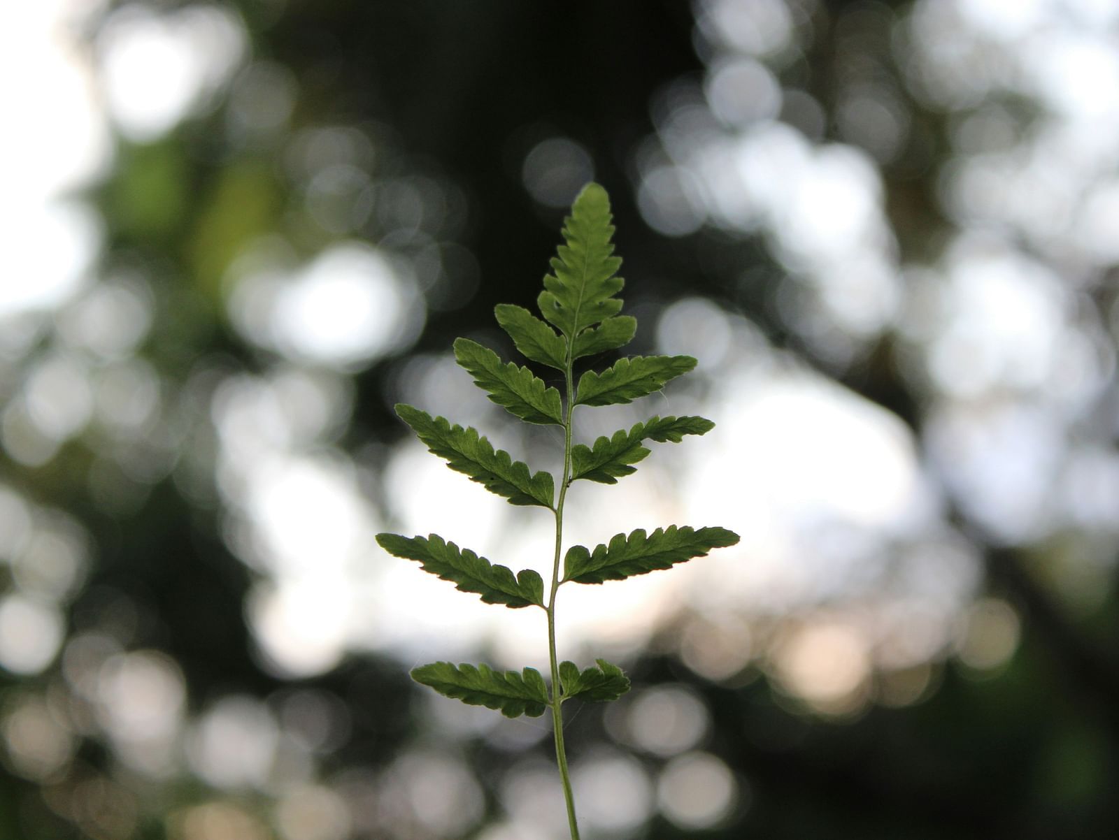 safan-vs-qlIUkJE2DHY-unsplash