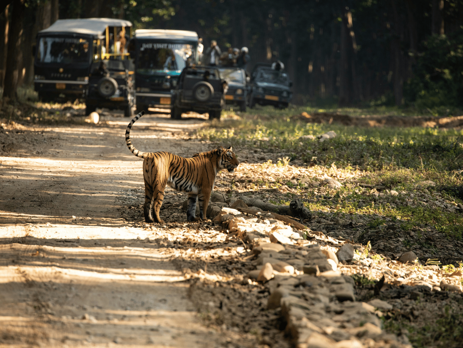 Jeep on jungle trail spotting a tiger during Sariska National Park Safari near Vedikant Resorts The Mallard Corbett.