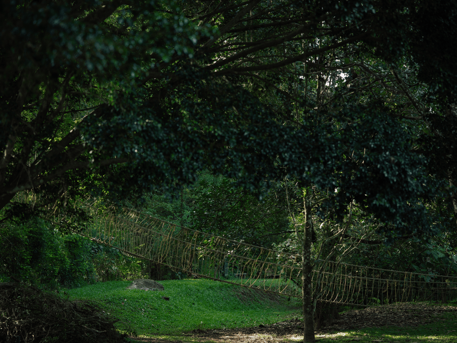An outdoor adventure setup showing a Burma bridge suspended amongst dense, green canopy and forest foliage.