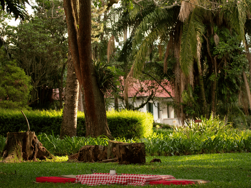 Picnic blanket arranged beneath tall trees in a peaceful garden surrounded by lush greenery.