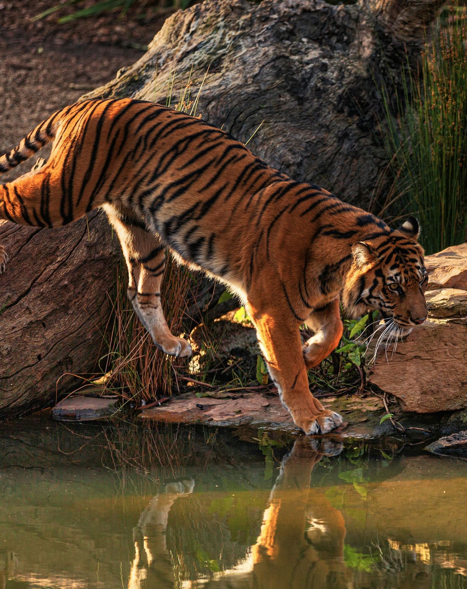 A tiger jumping into rocks beside a water body