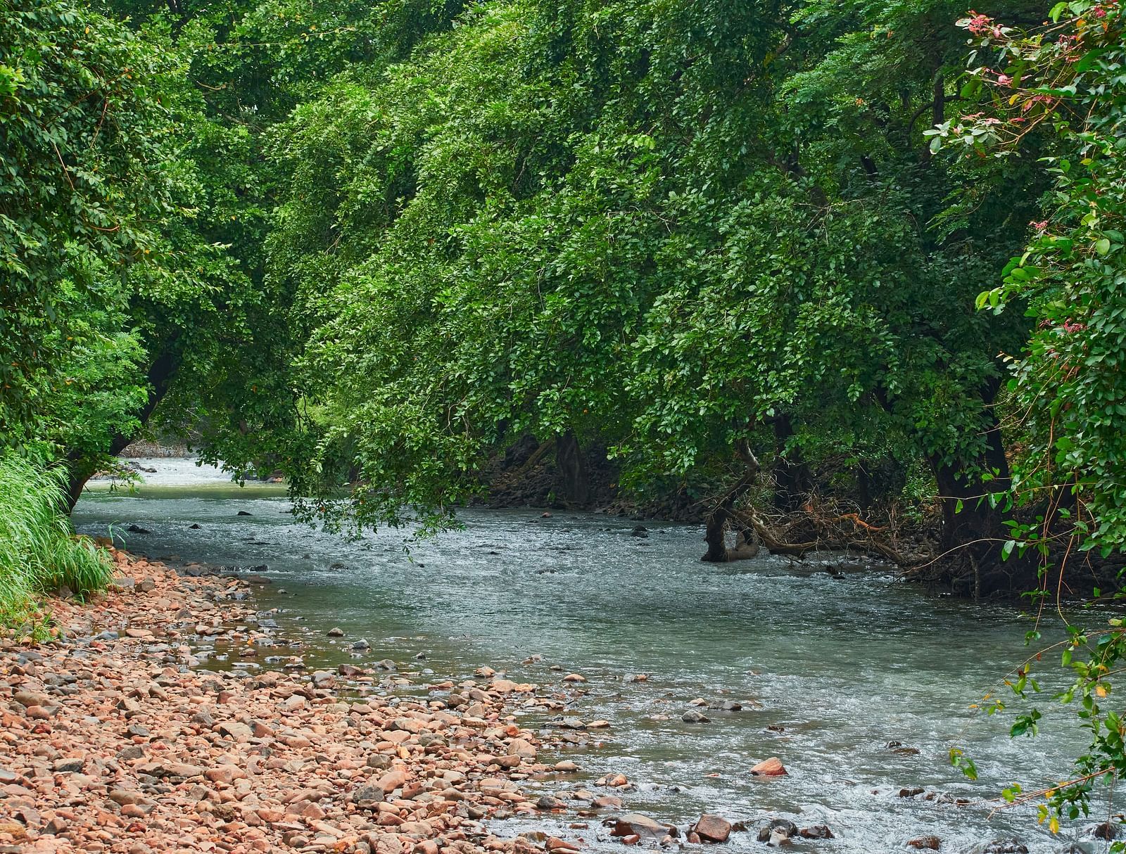 A river next to many small stones and green cover across.