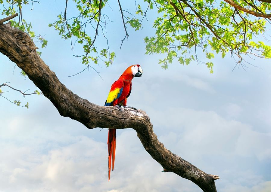 bird park esselworld, a picture of black-capped lory