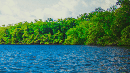 Calm blue water reflects a bright sky, bordered by a thick line of vibrant green trees in this serene lakeside view.