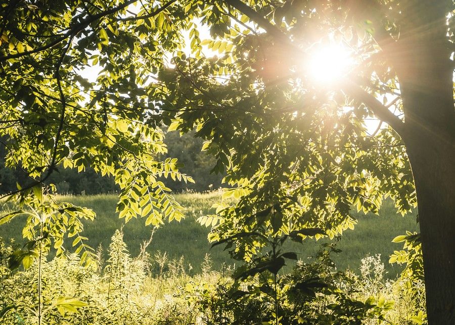 a picture of lush green vegetation and their reflection on the water body along with the sun rays seeping through the canopy.