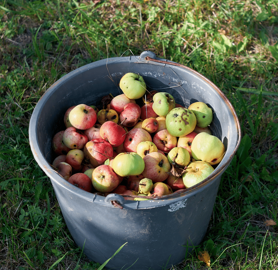 Late September Means Midcoast Maine Apple Season | Hartstone Inn