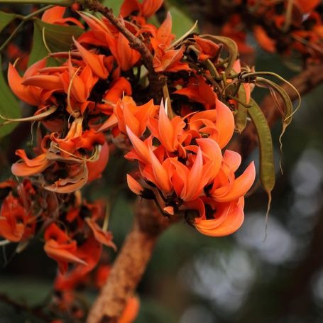 Close-up of vibrant orange Flame of the Forest flowers.