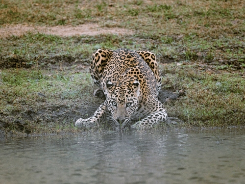 A leopard drinking water from a water body in a forest.