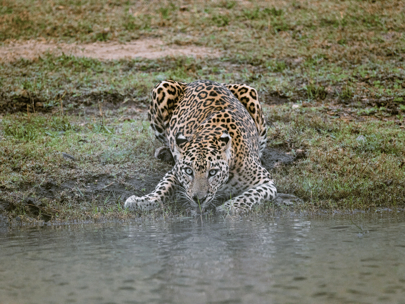 A leopard drinking water from a water body in a forest.