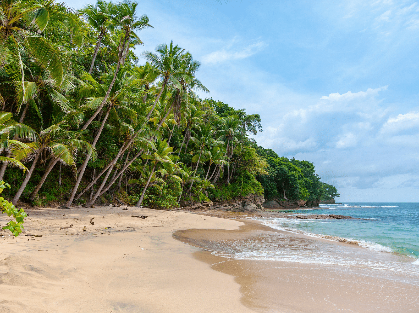 A tranquil beach with lush palm trees and clear blue waters