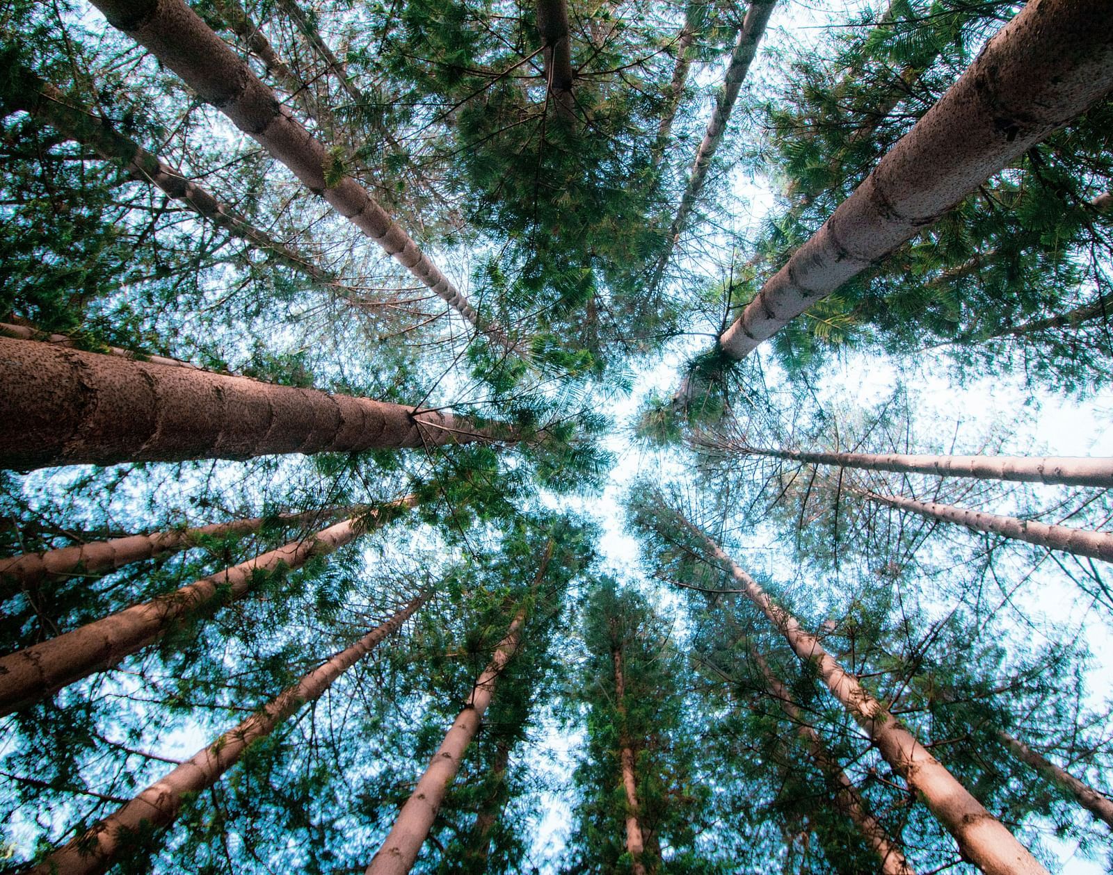 A view of towering pine trees stretching towards the sky.