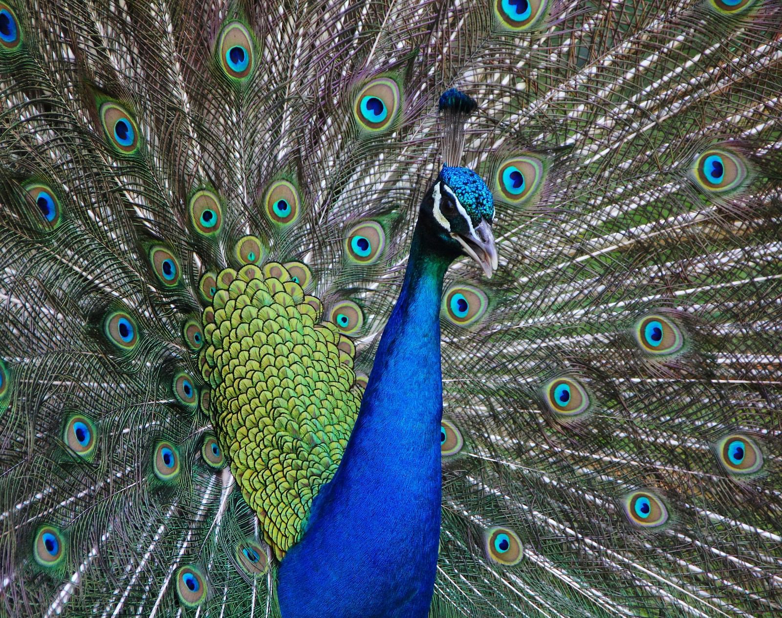 A close up shot of a peacock fluttering its wings while looking away from the camera.