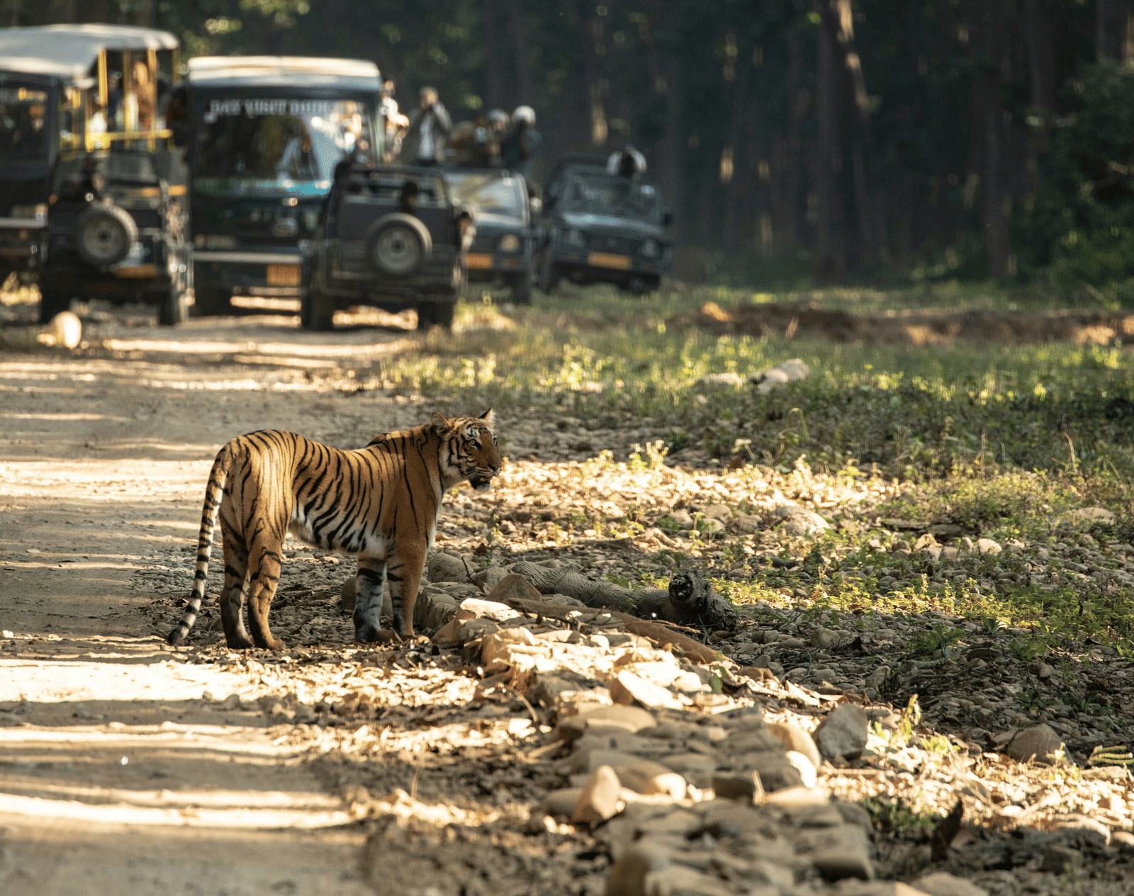 Bengal tiger crossing forest path with safari jeep watching in Jim Corbett.