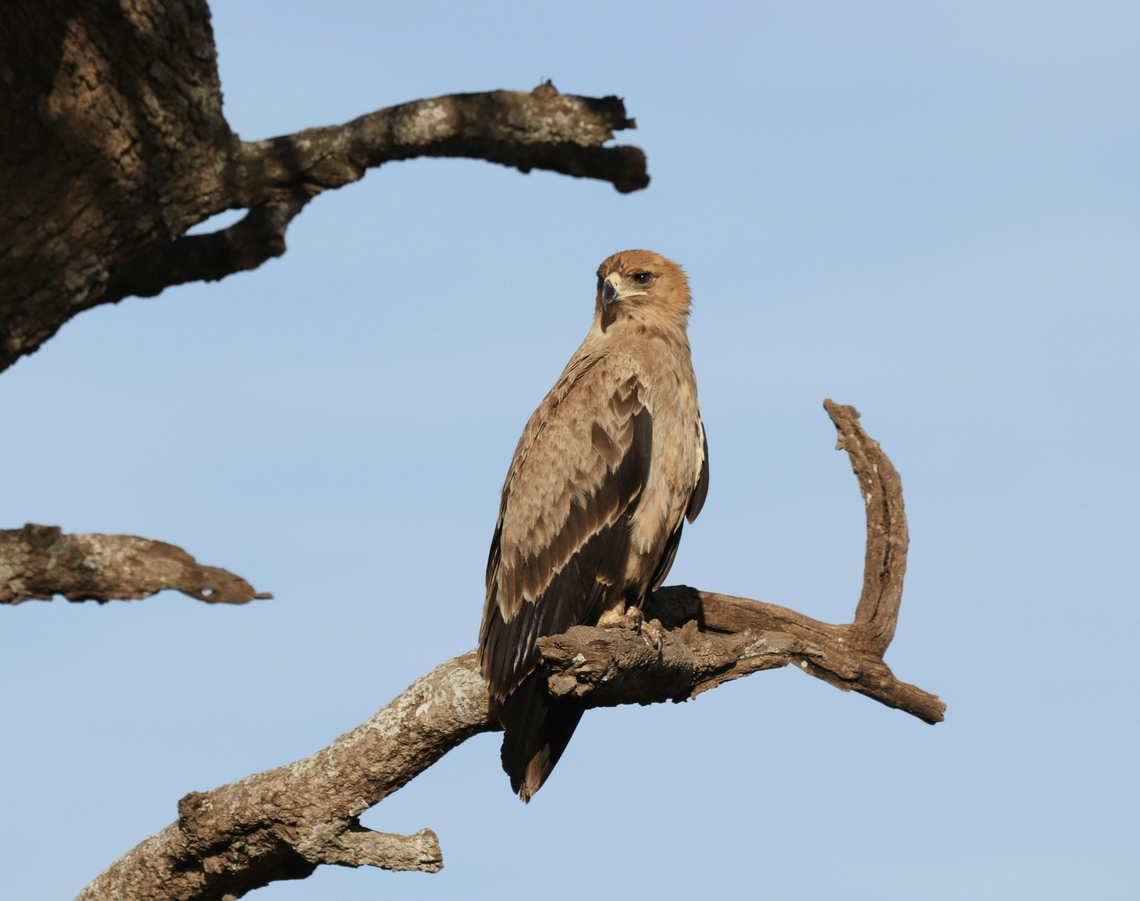A hawk perched on a tree branch against a clear blue sky.