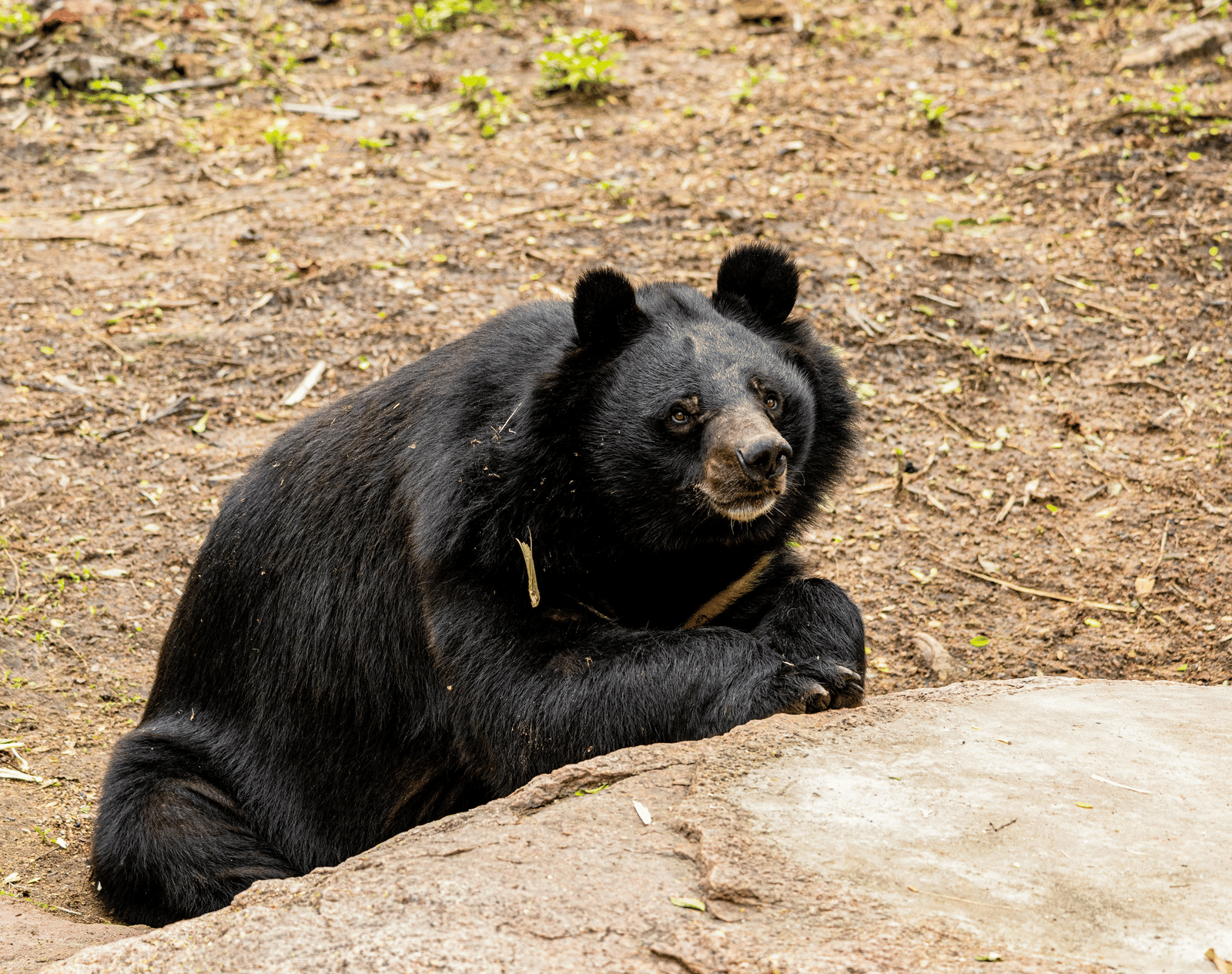 A black bear rests on the ground, leaning on a rock.