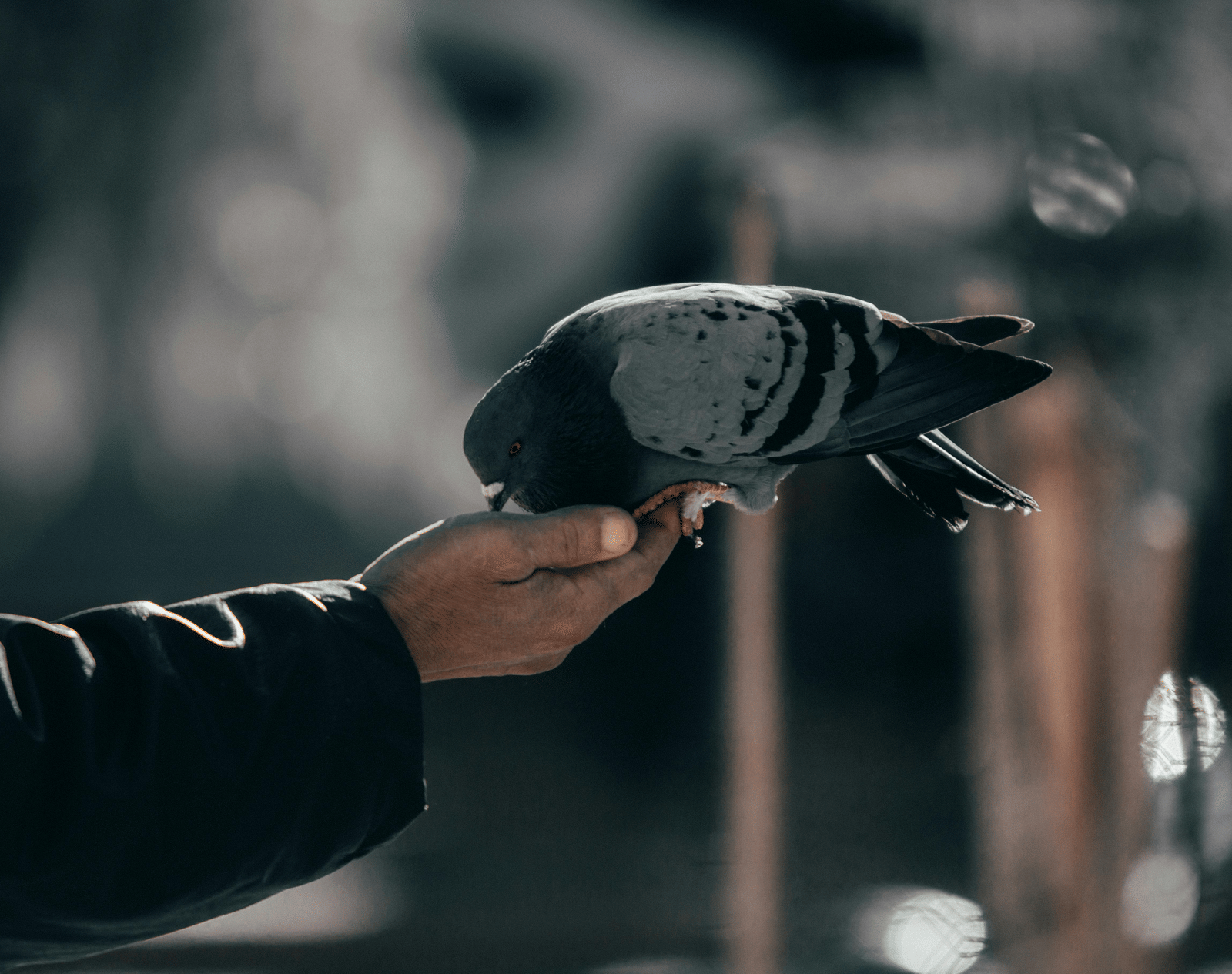 pexels-khaled-hamoud-1740481-6558185