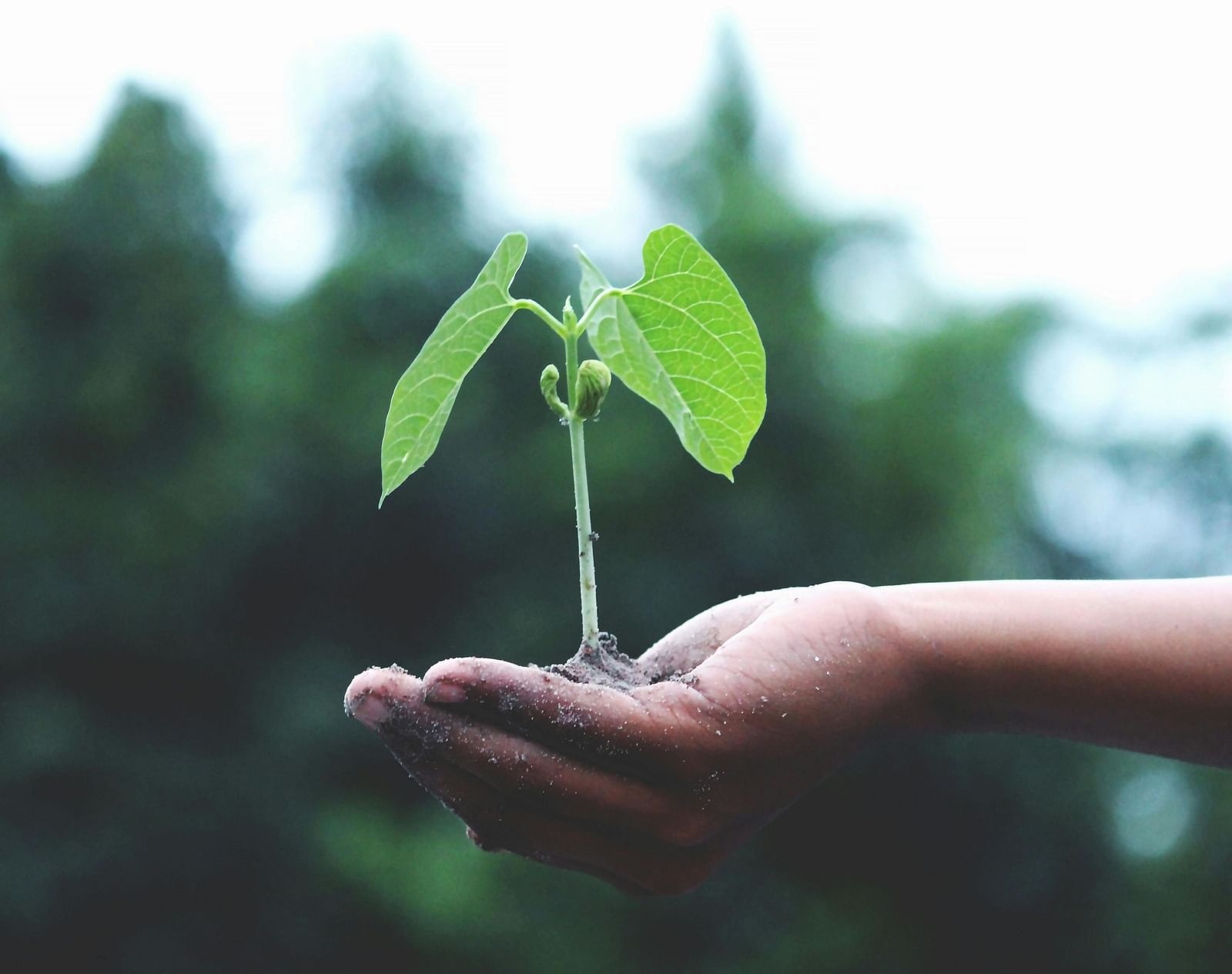 A person holding a sapling in their palm.