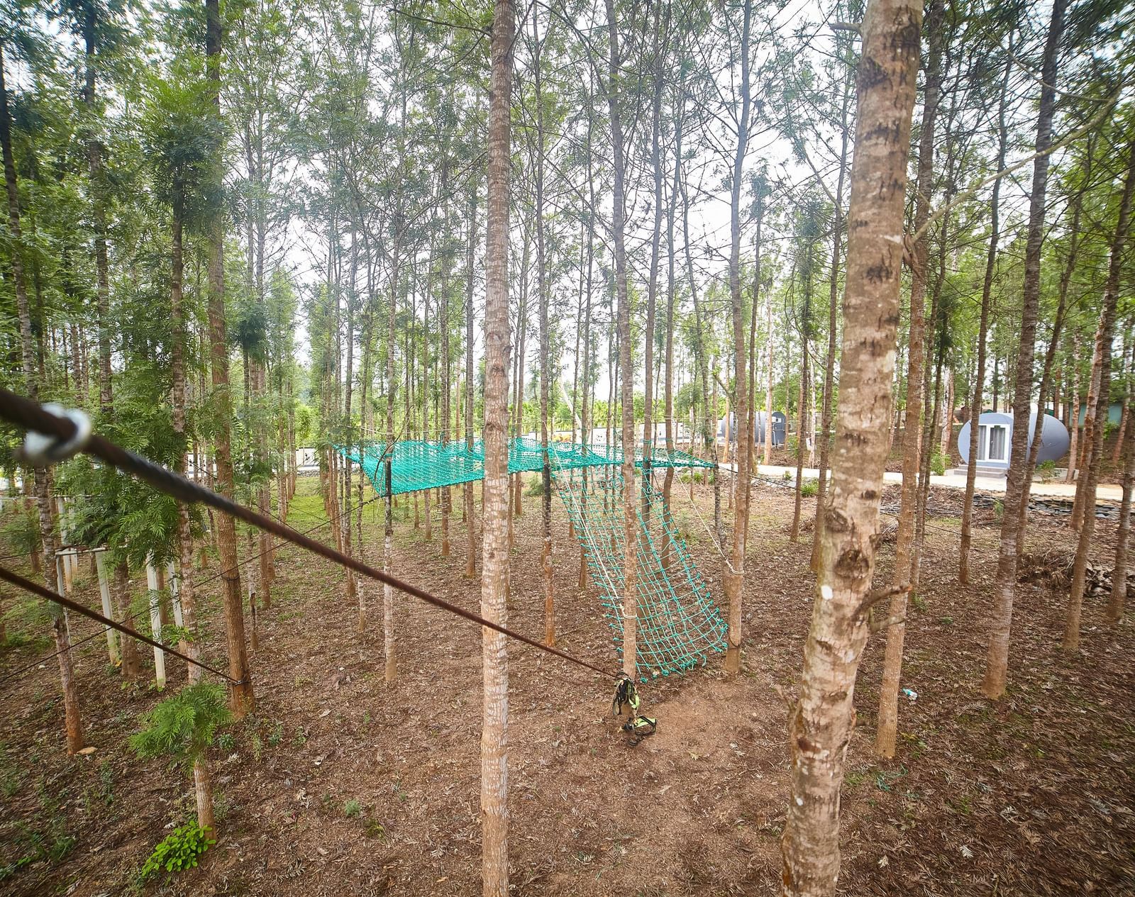 A zipline or adventure course with ropes and harnesses, set amidst a dense grouping of tall, slender trees. - Vintage Trails by Ilara