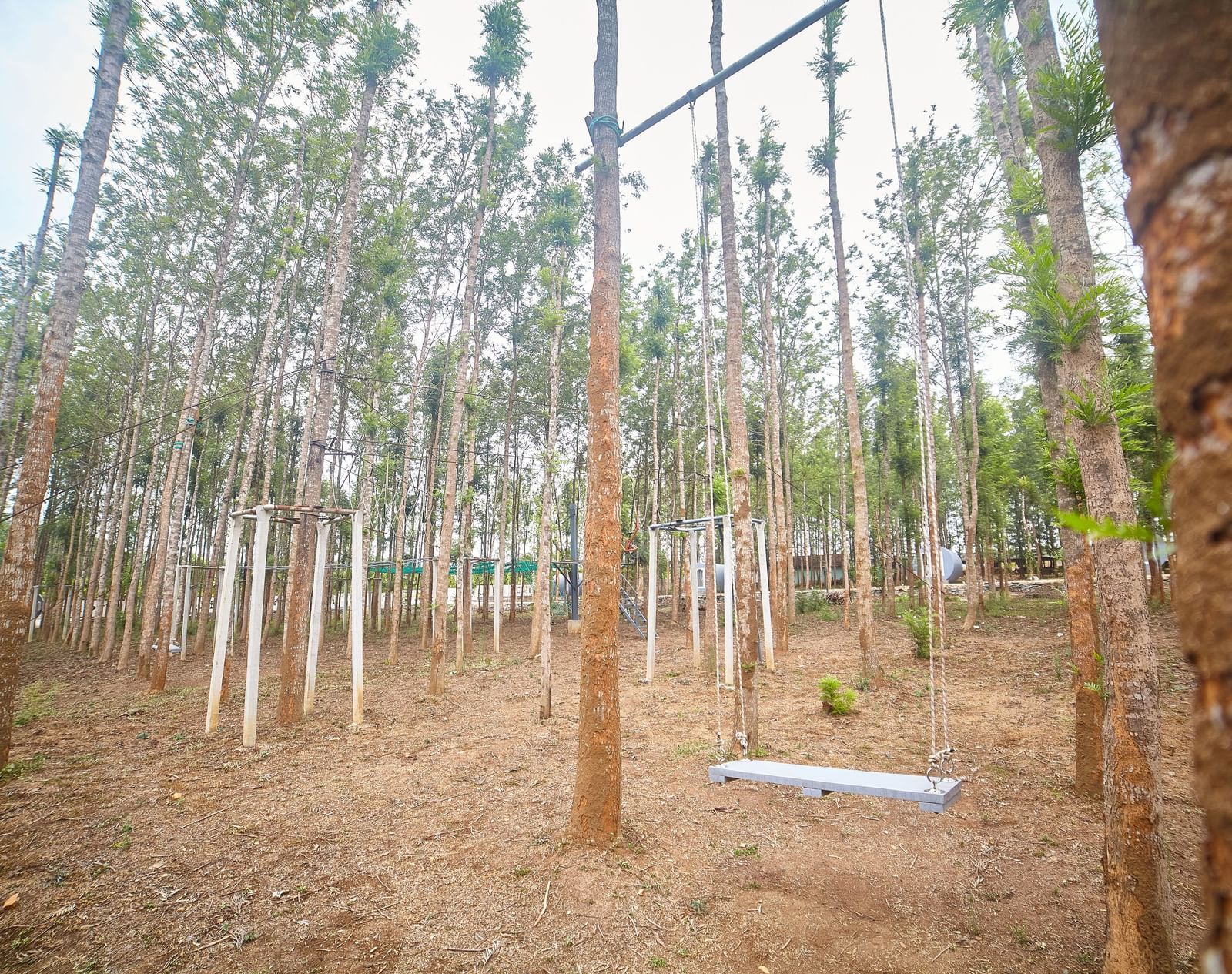 A grove of tall, slender trees with light-coloured bark, with a white swing suspended between two trees. - Vintage Trails by Ilara