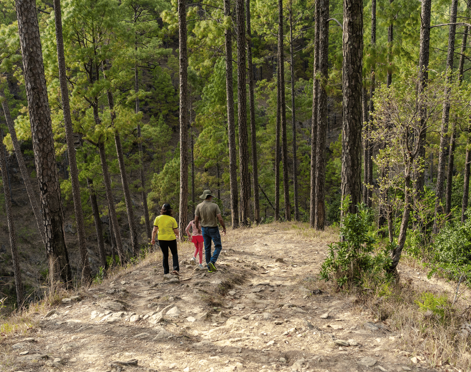 Two people are walking on a path through a pine forest near Ziran Retreat.
