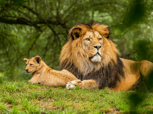 A lion rests on lush grass alongside its cub.