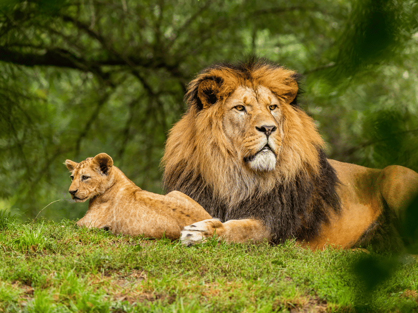 A lion rests on lush grass alongside its cub.