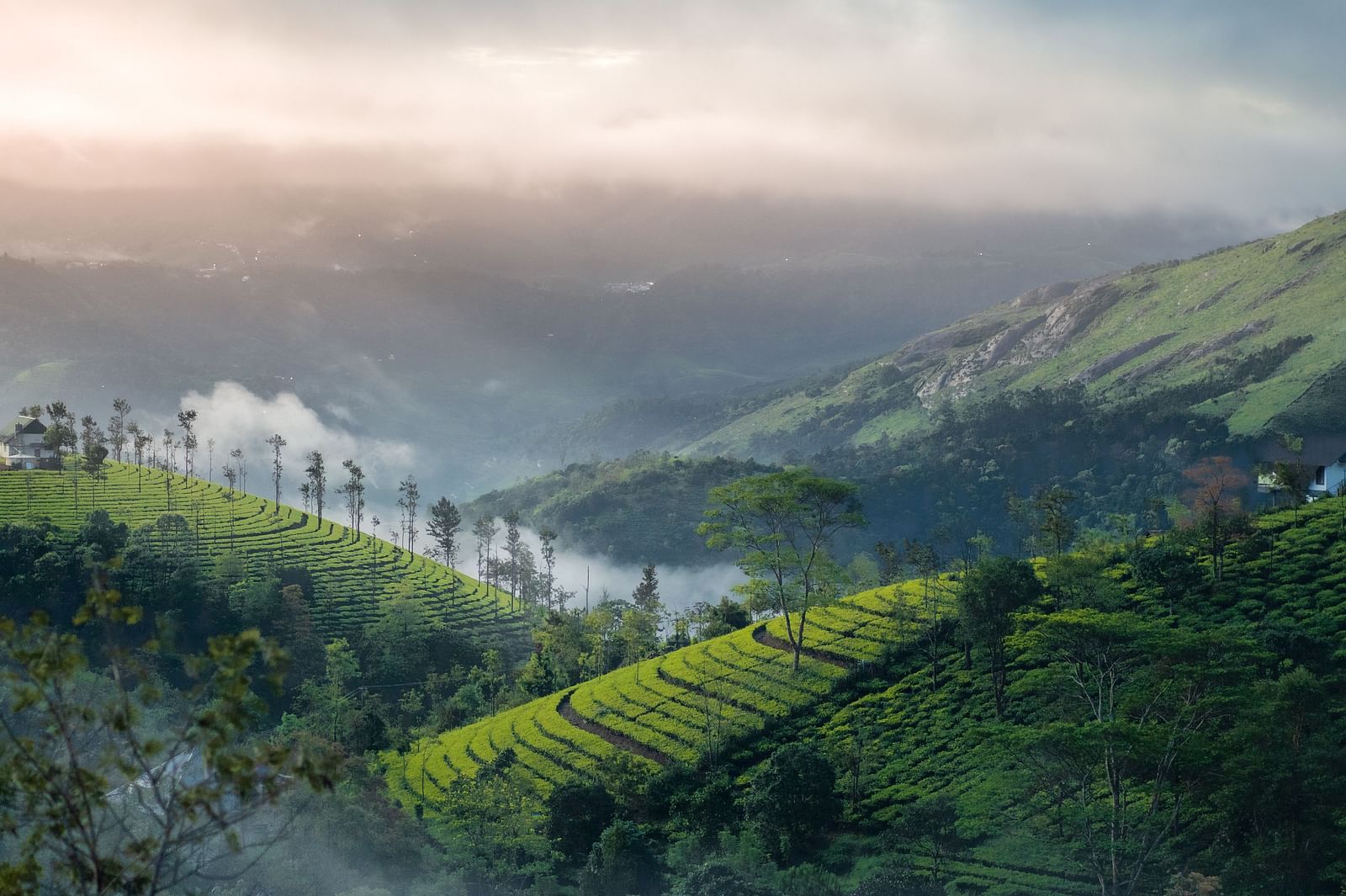 breathtaking views of the lush green tea estates in munnar