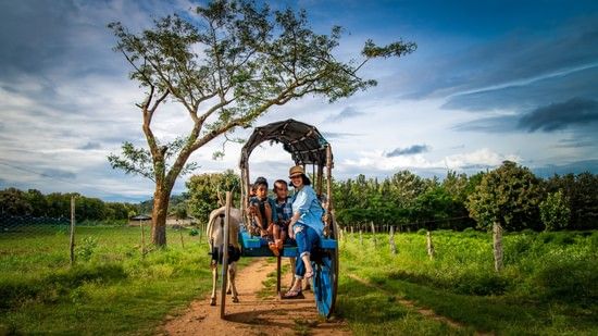 A family riding on bullock cart surrounded by lush greenery. 