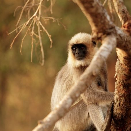 Gray langur monkey sitting on a tree branch.