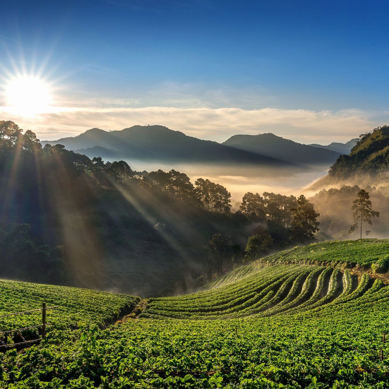 Sunlight streaming over terraced tea plantations in a scenic valley at sunrise.