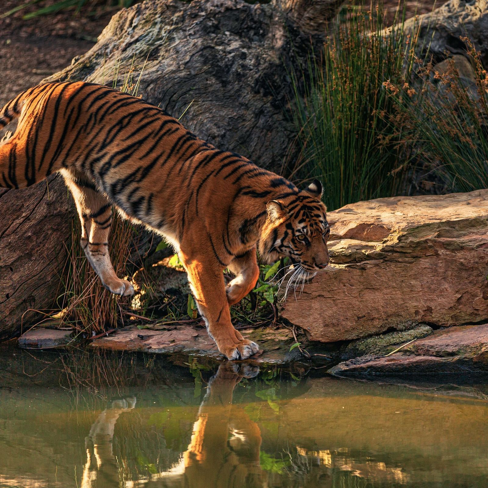 a tiger walking near a water stream