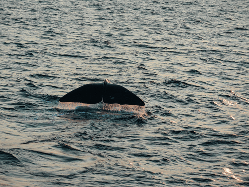 tail of marine animal breaching