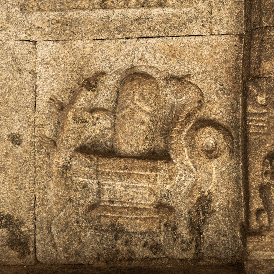 Lizards of Hampi: Watchers between Worlds | Evolve Back Hampi