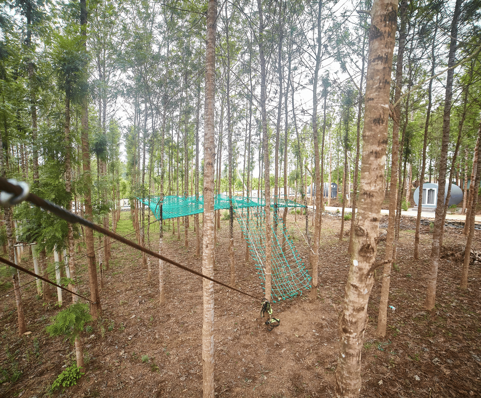 A zipline or adventure course with ropes and harnesses, set amidst a dense grouping of tall, slender trees - Vintage Trails By Ilara