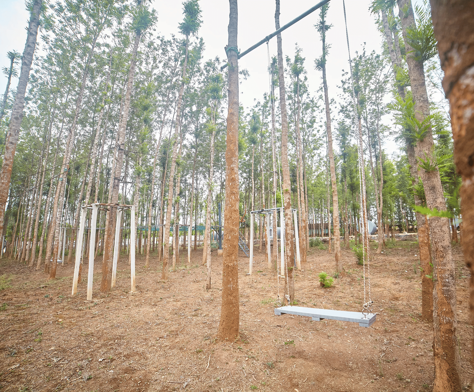 A wide-angle shot of an outdoor adventure centre set within a silver birch forest, featuring a large wooden swing and various grey climbing frames and obstacles - Vintage Trails By Ilara, Sakleshpur