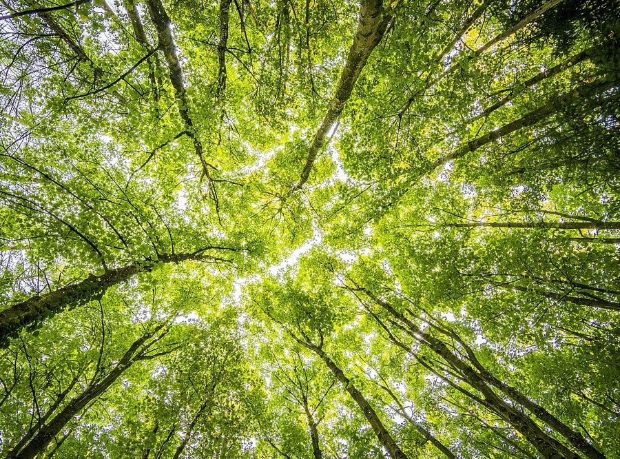 Looking upwards from the ground, a photograph captures the lush green canopy of a dense forest, with trees converging towards the center, backlit by a bright sky.