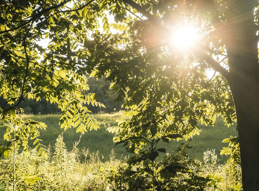 a picture of lush green vegetation and their reflection on the water body along with the sun rays seeping through the canopy.