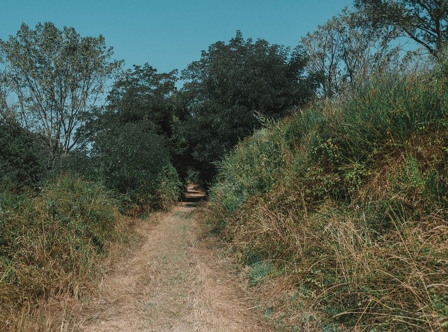 A rustic dirt path flanked by wild grass and shrubs leads through a serene, wooded area.
