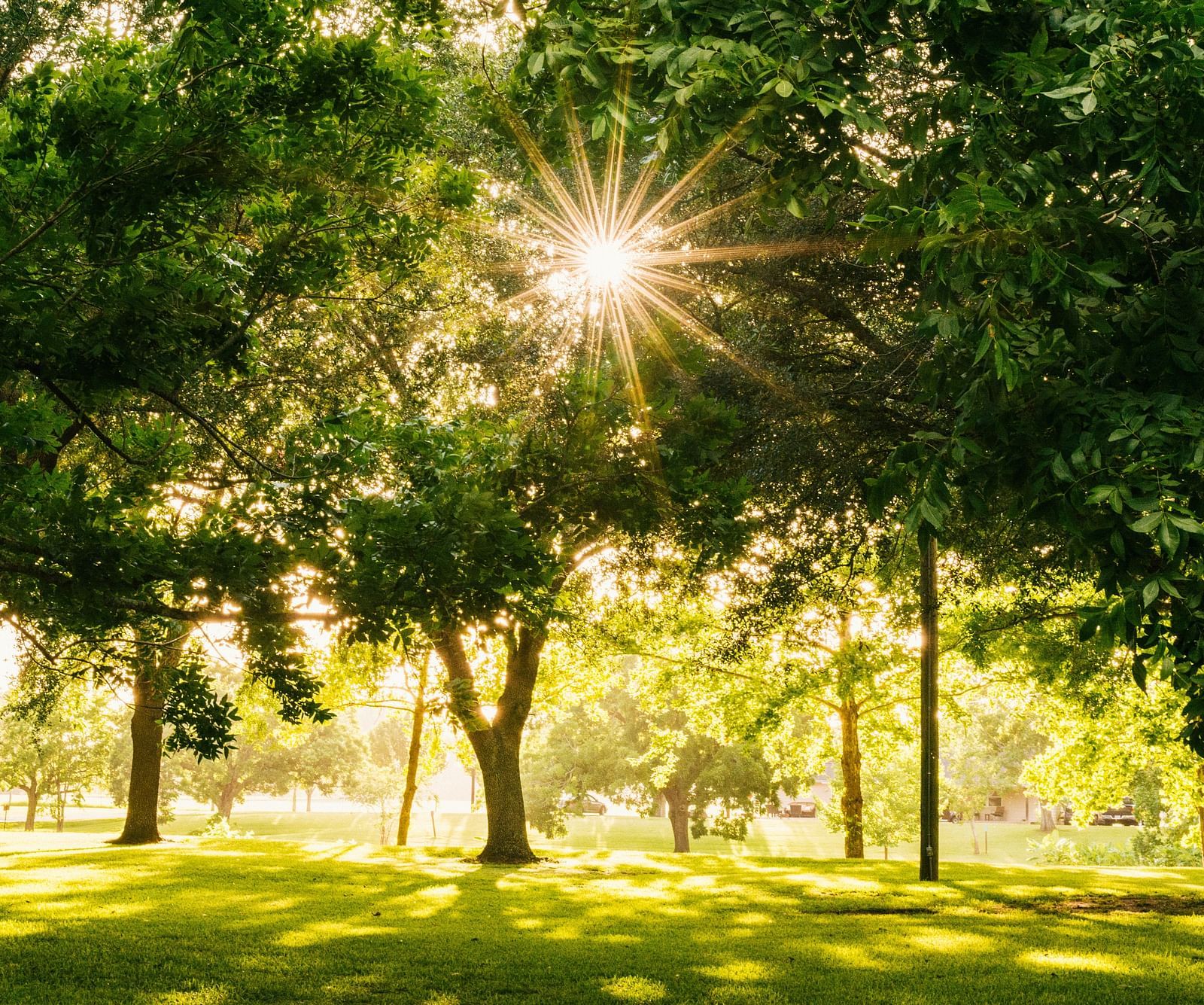 an overview of a park with trees in view and sun shining in between the branches