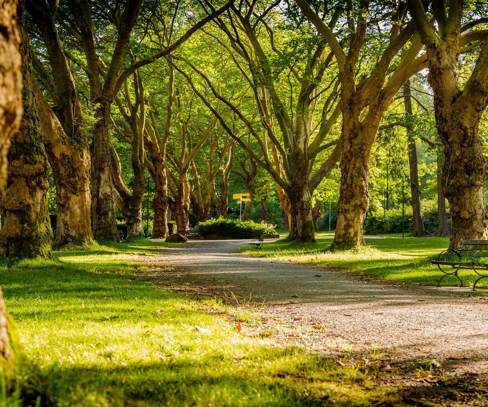 An empty pathway inside a park with trees and grass on either side