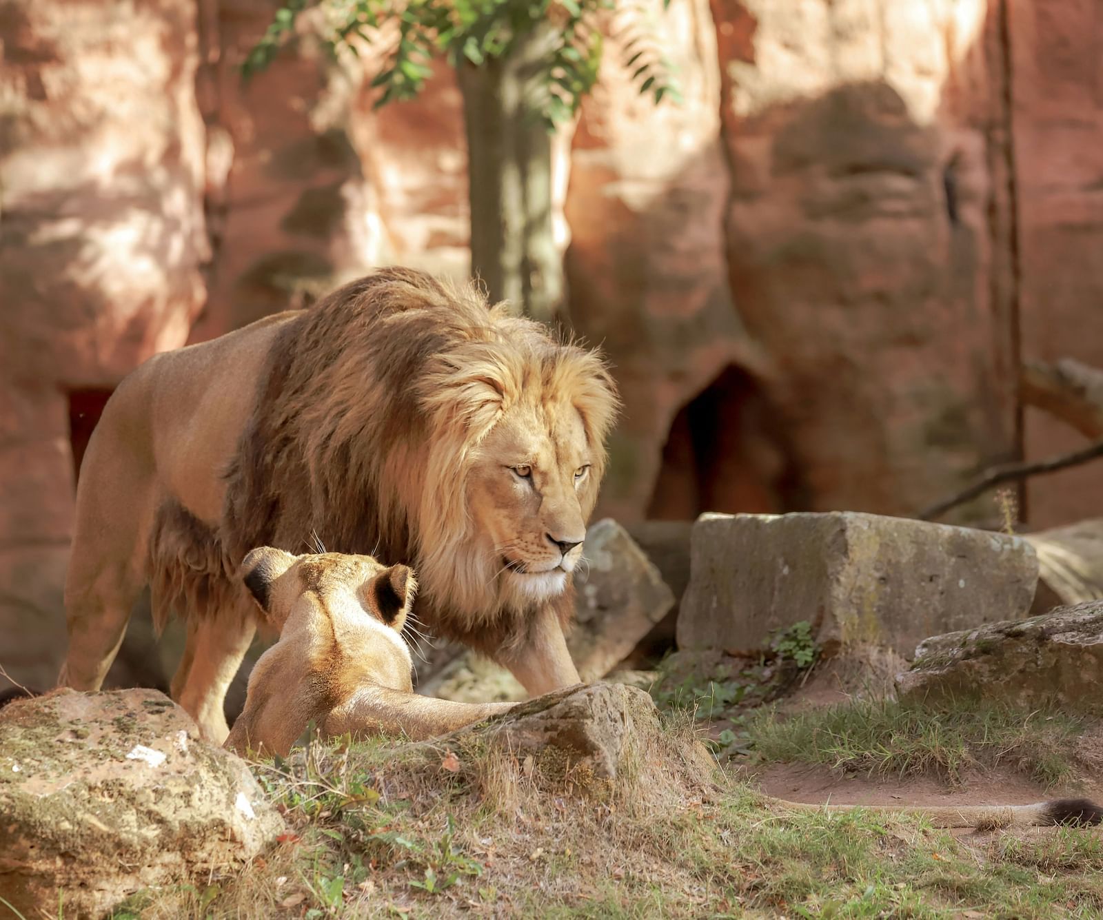 An overview of a lion and lioness inside a zoo with a stone structure behind them