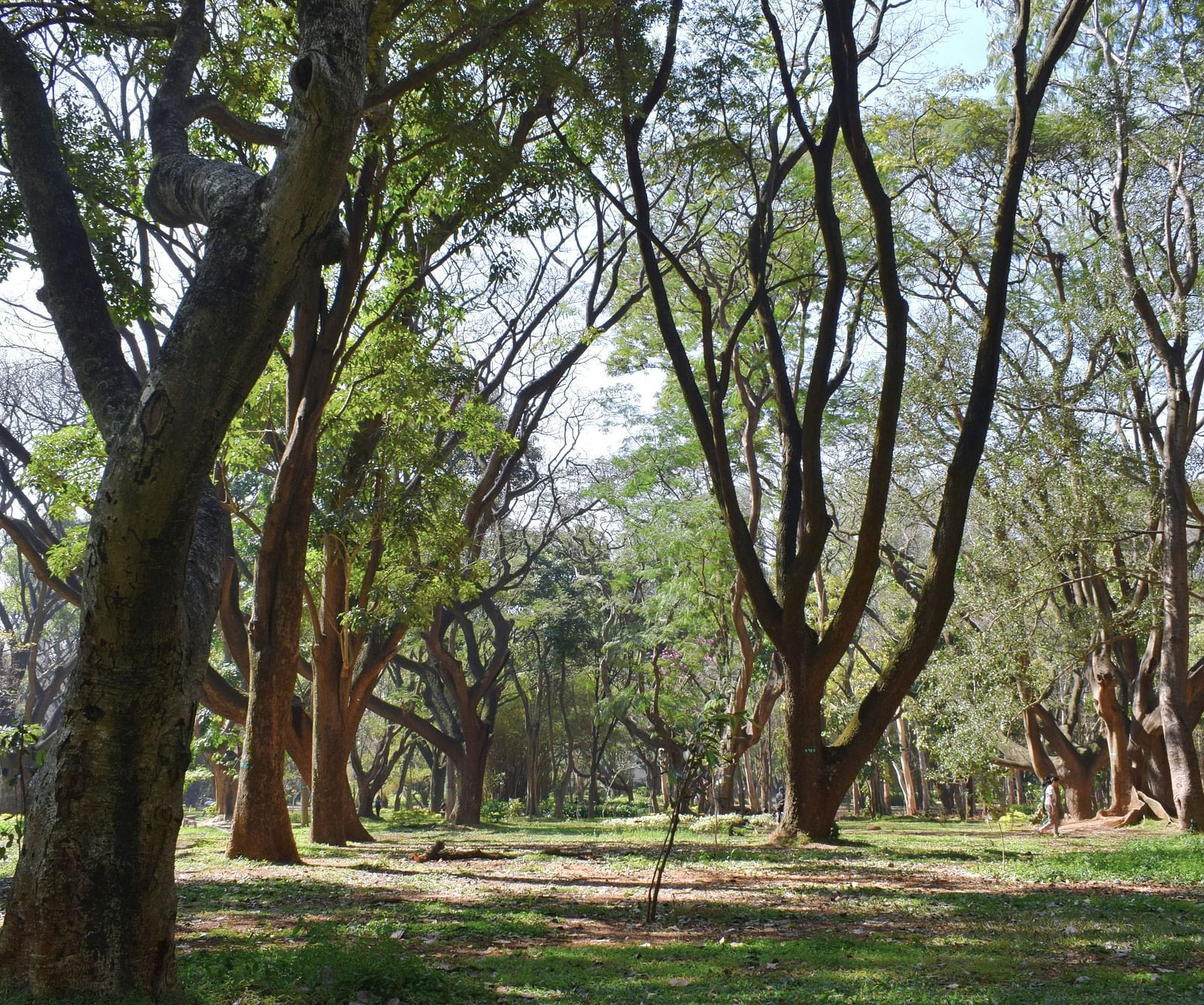 An overview of cubbon park with many old trees and grass on the ground in view